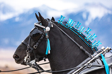 Percheron Horse team pulling a carriage