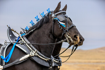 Percheron Horse team pulling a carriage
