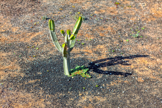 Desert area with cactus . Mexican arid land with cacti . Survival plant at tropical climate