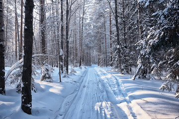 sunny view in winter forest, sun landscape nature