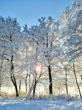 Beautiful shots of trees after heavy snowfall in sunny weather.