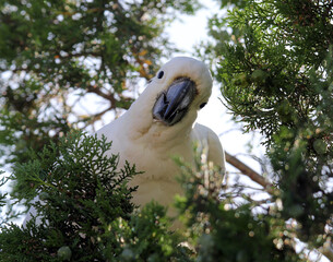 Sulphur-crested cockatoo parrot bird sitting in a pine tree