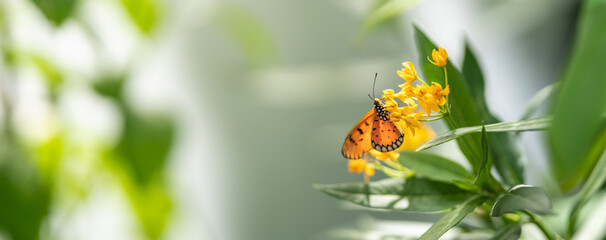 Beautiful orange butterfly on yellow flower with green leaf nature blurred background in garden...
