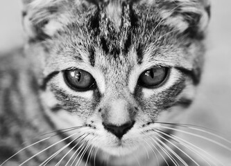 Monochrome Head-Shot Of A Tabby Cat.