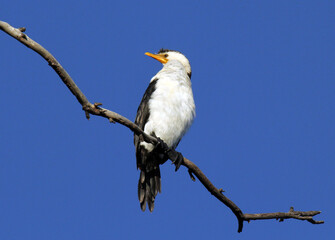 Little pied cormorant bird sitting on a tree branch