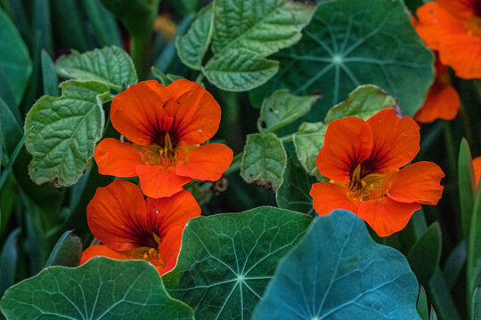 Capuchinas rojas o espuela de gal&aacute;n (Tropaeolum majus L)