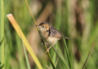 Golden-headed cisticola bird sitting on a piece of grass
