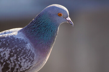 close up of a pigeon
