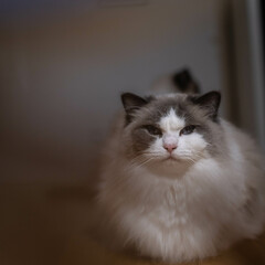 Ragdoll Cat / Fluffy Cat