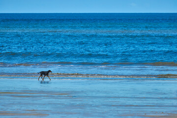 Perro caminando en playa
