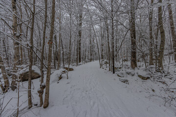 Winter In Forest Landscape