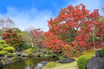 青空バックに見るちょうど見頃の見事なモミジの紅葉情景＠兵庫
