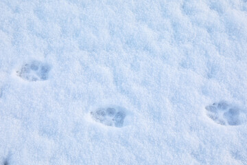 Animal trails on snow outdoors. Winter season
