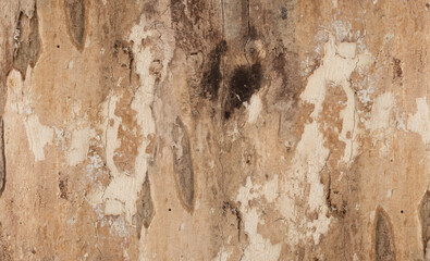 Tree bark texture close up, natural background