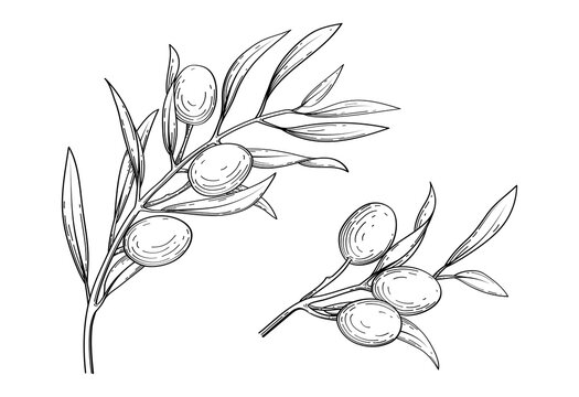 Olive Leaves Sketch Images – Browse 15,206 Stock Photos, Vectors, and ...