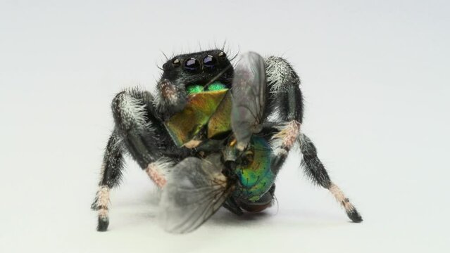 Jumping spider (Phidippus regius, male) isolated on white background eating green fly. Big magnification, face to face, macro shot.