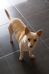 Chihuahua de color blanco