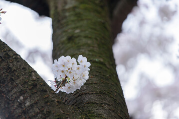 桜