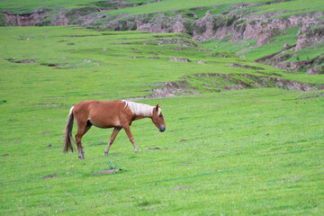 Horse in the grass