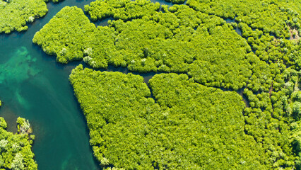 Aerial panoramic mangrove forest view in Siargao island,Philippines. Mangrove landscape