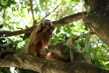 white tailed macaque
