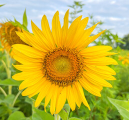 Naklejka premium Close-up sunflower with moisture on the petals.