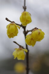 Japanese allspice, Wintersweet (Chimonanthus praecox), deciduous tree native to China belonging to the Lauraceae family (Lauraceae) of the camphoraceae family