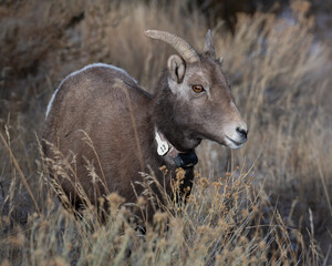 Female Bighorn sheep with a tracking collar