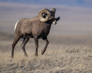 Bighorn Sheep Ram