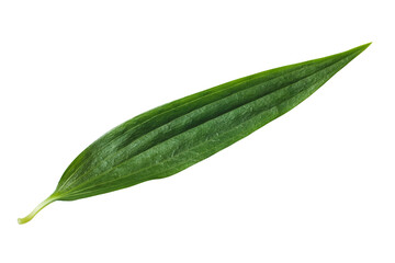 Green lily leaf isolated on white background 