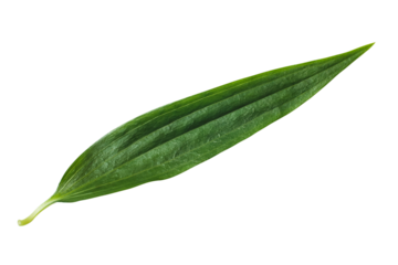 Green lily leaf isolated on white background 