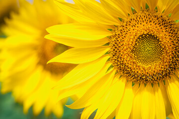 Naklejka premium Sunflowers are blooming beautifully and brightly. On the mountain in Khao Yai, Thailand
