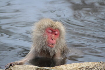 Snow monkey taking the hot spring, in Nagano, Japan