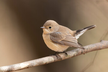 背後を見つめるニシオジロビタキ