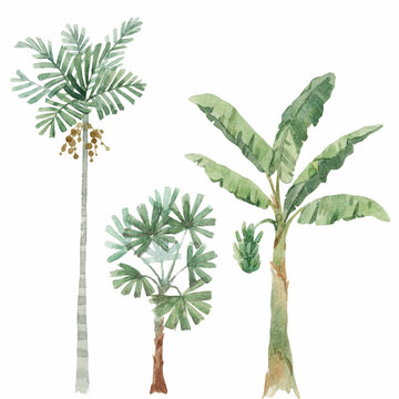 Beautiful stock clip art illustration with watercolor hand drawn tropical palm trees.