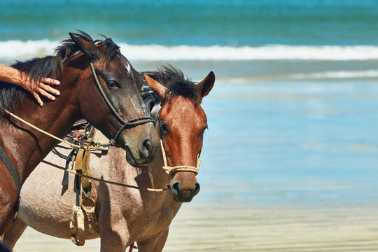 Cabalgata en playa