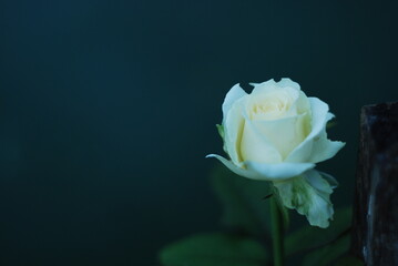single white rose