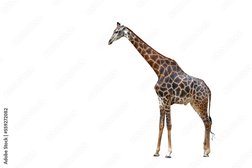Poster Giraffe walking isolated on transparent background png file