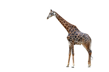 Giraffe walking isolated on transparent background png file
