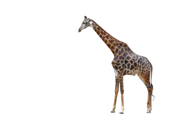 Gordijnen Giraffe walking isolated on transparent background png file © Passakorn