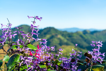 beautiful flower with mountain hill background
