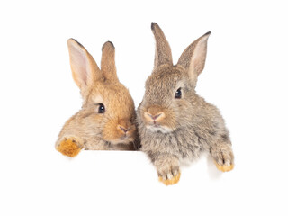 Head and face of orange and gray rabbit looking over a signboard on white background.