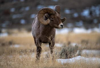 BigHorn Ram