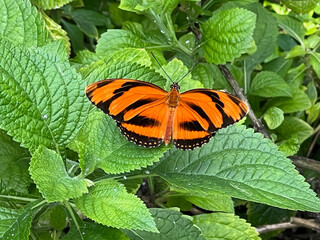 Queen Butterfly
