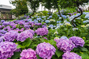 白山神社の文京あじさいまつり