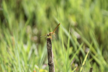 The female of scarlet skimmer dragonfly (Crocothemis servilia)