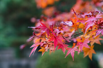 小石川後楽園の紅葉