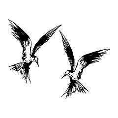 vector illustration of two flying birds