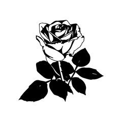 vector illustration of a black rose