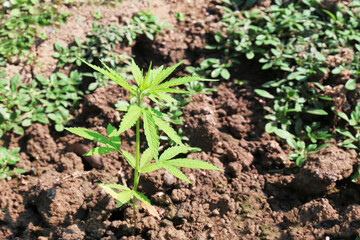Young Cannabis plant seedling on Coco coir soil close up